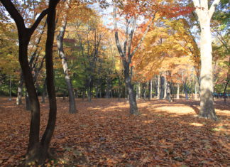 거기 그녀는 빌려온 사람처럼 낯설게 서 있습니다