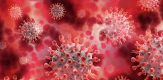 코로나 사피엔스