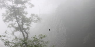 기다리는 마음, 거미에게 배우다