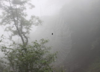 기다리는 마음, 거미에게 배우다