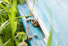 기후변화가 꿀벌과 사람에게 미친 영향