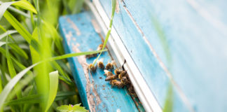 기후변화가 꿀벌과 사람에게 미친 영향