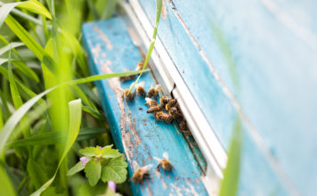 기후변화가 꿀벌과 사람에게 미친 영향