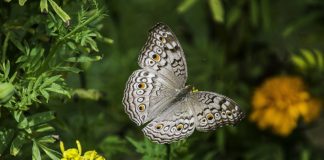 날개 펴는 법을 배우다