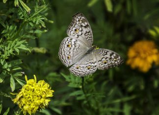 날개 펴는 법을 배우다