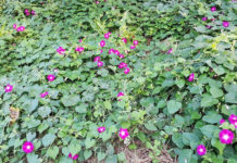 나팔꽃 그리고 수선화