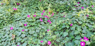 나팔꽃 그리고 수선화