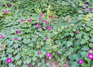 나팔꽃 그리고 수선화