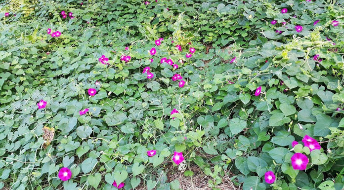 나팔꽃 그리고 수선화