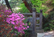 봄의 한구석에서 내 젊은 날의 흔적