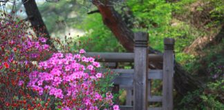 봄의 한구석에서 내 젊은 날의 흔적