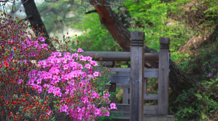 봄의 한구석에서 내 젊은 날의 흔적