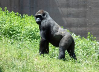 “혹시 고릴라를 보셨나요?”