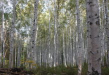 자작나무 숲을 보러 갔다가