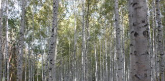 자작나무 숲을 보러 갔다가