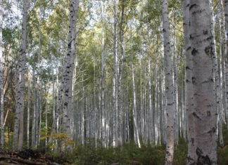 자작나무 숲을 보러 갔다가