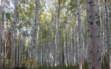 자작나무 숲을 보러 갔다가