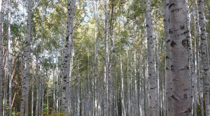 자작나무 숲을 보러 갔다가