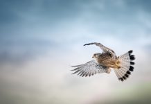 새588장(통307장) 공중 나는 새를 보라