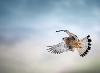 새588장(통307장) 공중 나는 새를 보라