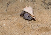 자기 껍질 속에