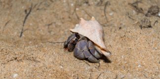 자기 껍질 속에