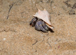 자기 껍질 속에