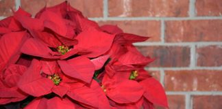 97장 정혼한 처녀에게