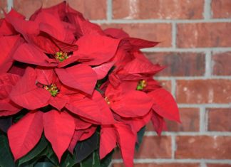 97장 정혼한 처녀에게