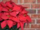 97장 정혼한 처녀에게