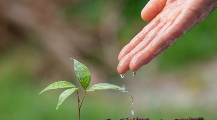 헌신, 후회하지 말자 씨앗은 자란다