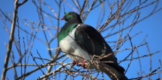 술 취한 뚱보 비둘기