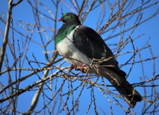 술 취한 뚱보 비둘기