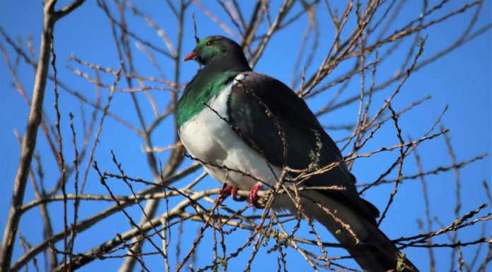 술 취한 뚱보 비둘기