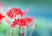 50년 만에 다시 읽은 소설 ‘부활’