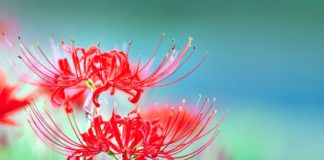 50년 만에 다시 읽은 소설 ‘부활’