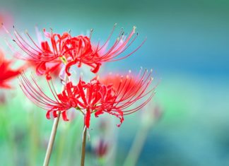 50년 만에 다시 읽은 소설 ‘부활’