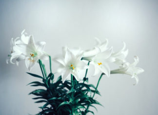 네흘류도프가 분류한 다섯 부류의 죄인