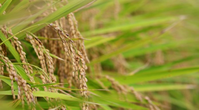 3월 둘째 주 찬송/3월 셋째 주