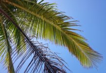 “이제 구원 하소서”