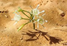 사마리아 여인의 남편은