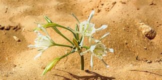 사마리아 여인의 남편은