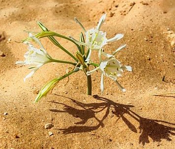 사마리아 여인의 남편은