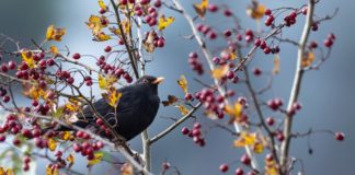 공중의 새도 기르시는 하나님