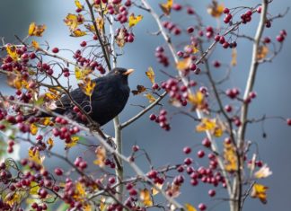 공중의 새도 기르시는 하나님