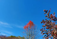 향수, 언제나 나를 품어 주는 고국을 찾으며