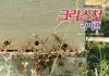 489호 크리스천
