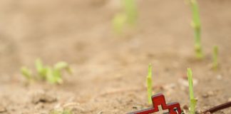 나사로 부활 표적(요 11:1-44)