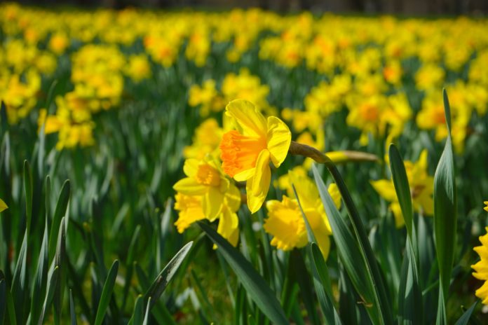 hans-yellow-daffodil-324105